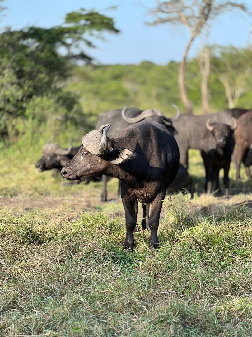 A herd of African buffalo (Syncerus caffer) stands together on a grassy plain in Lake Mburo National Park, Uganda. 07