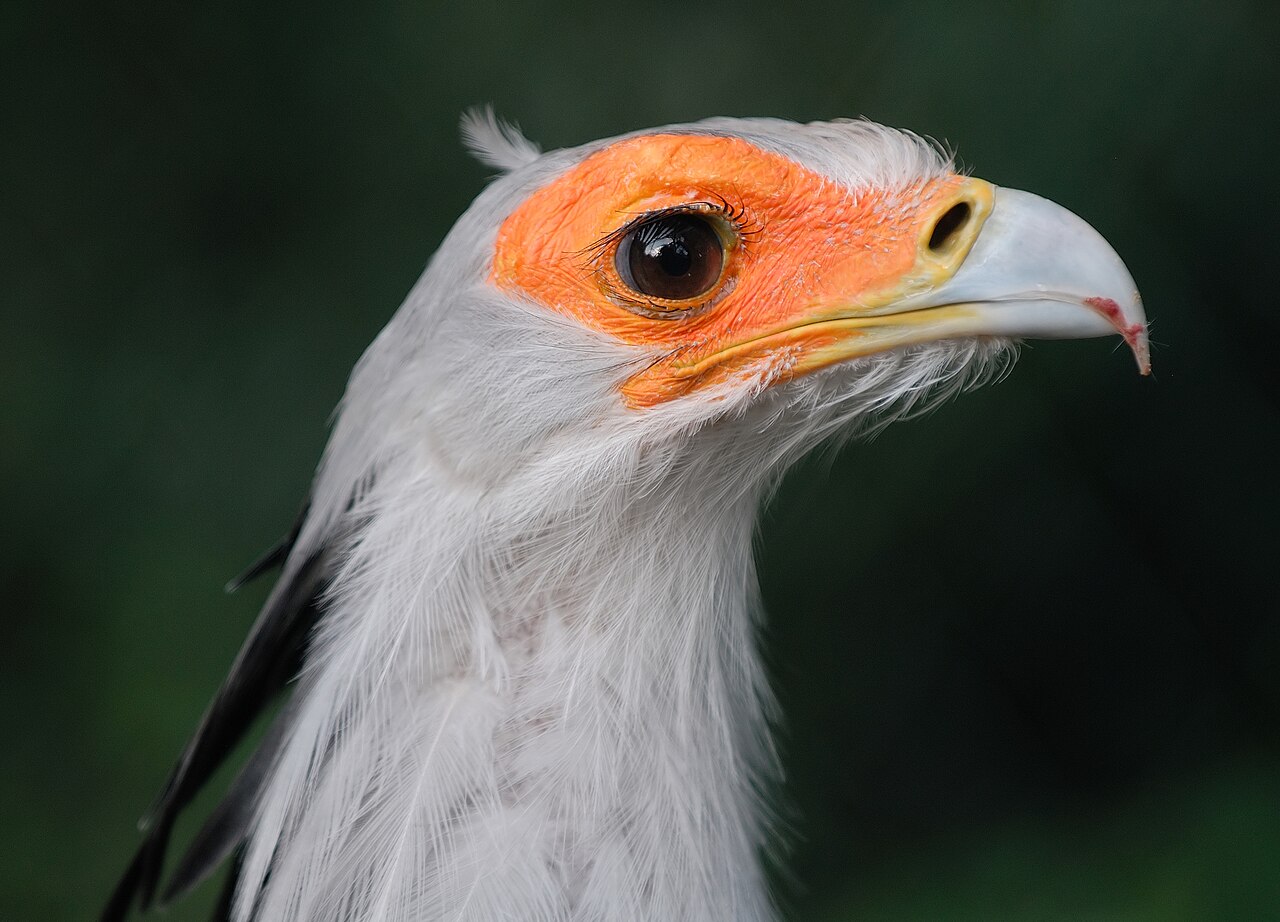 Sagittarius serpentarius (Tierpark Berlin, 2008)