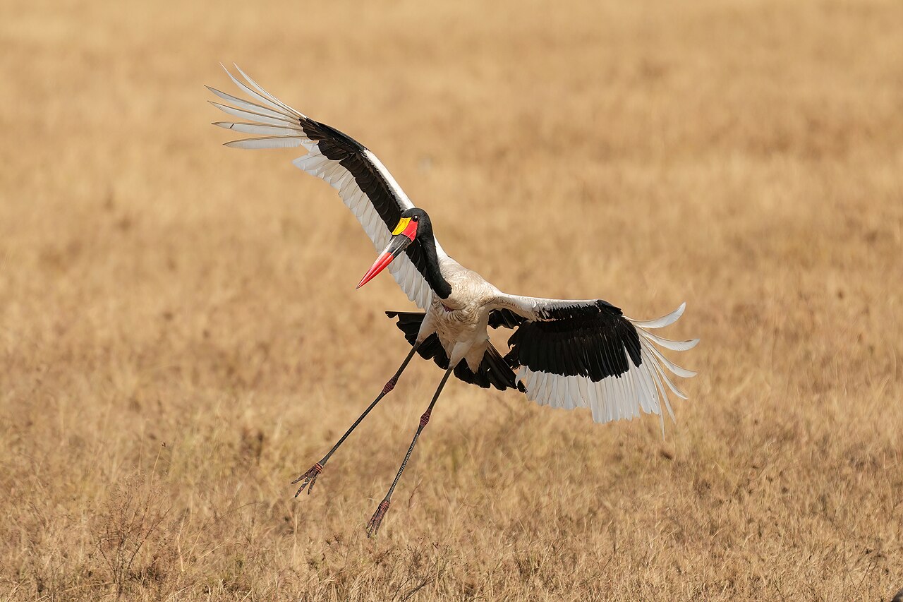 033 Saddle-billed stork landing in the Serengeti National Park Photo by Giles Laurent