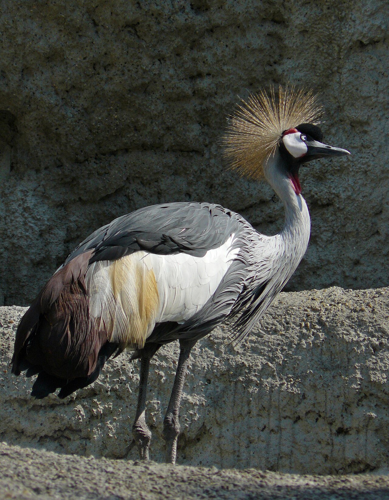 Grey crowned crane, Balearica regulorum