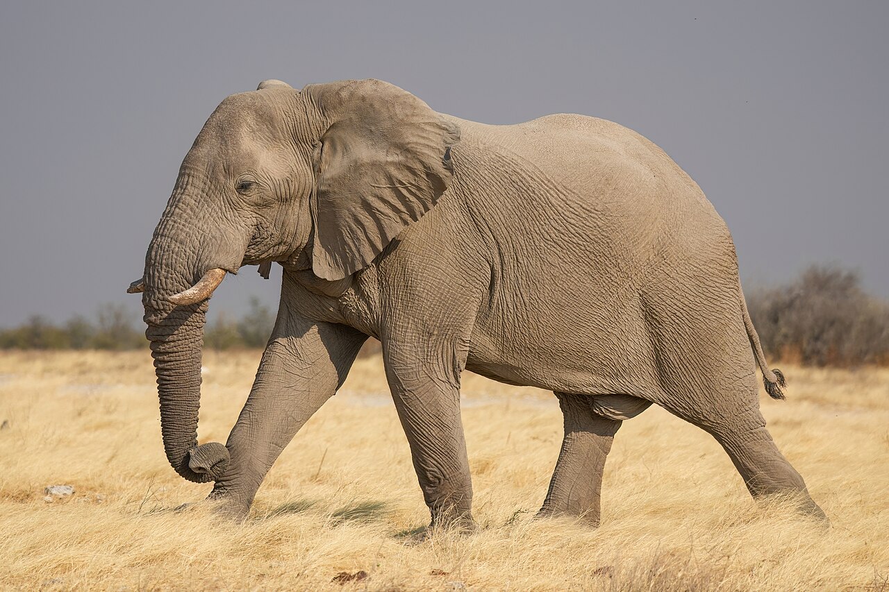 178 Male African bush elephant in Etosha National Park Photo by Giles Laurent