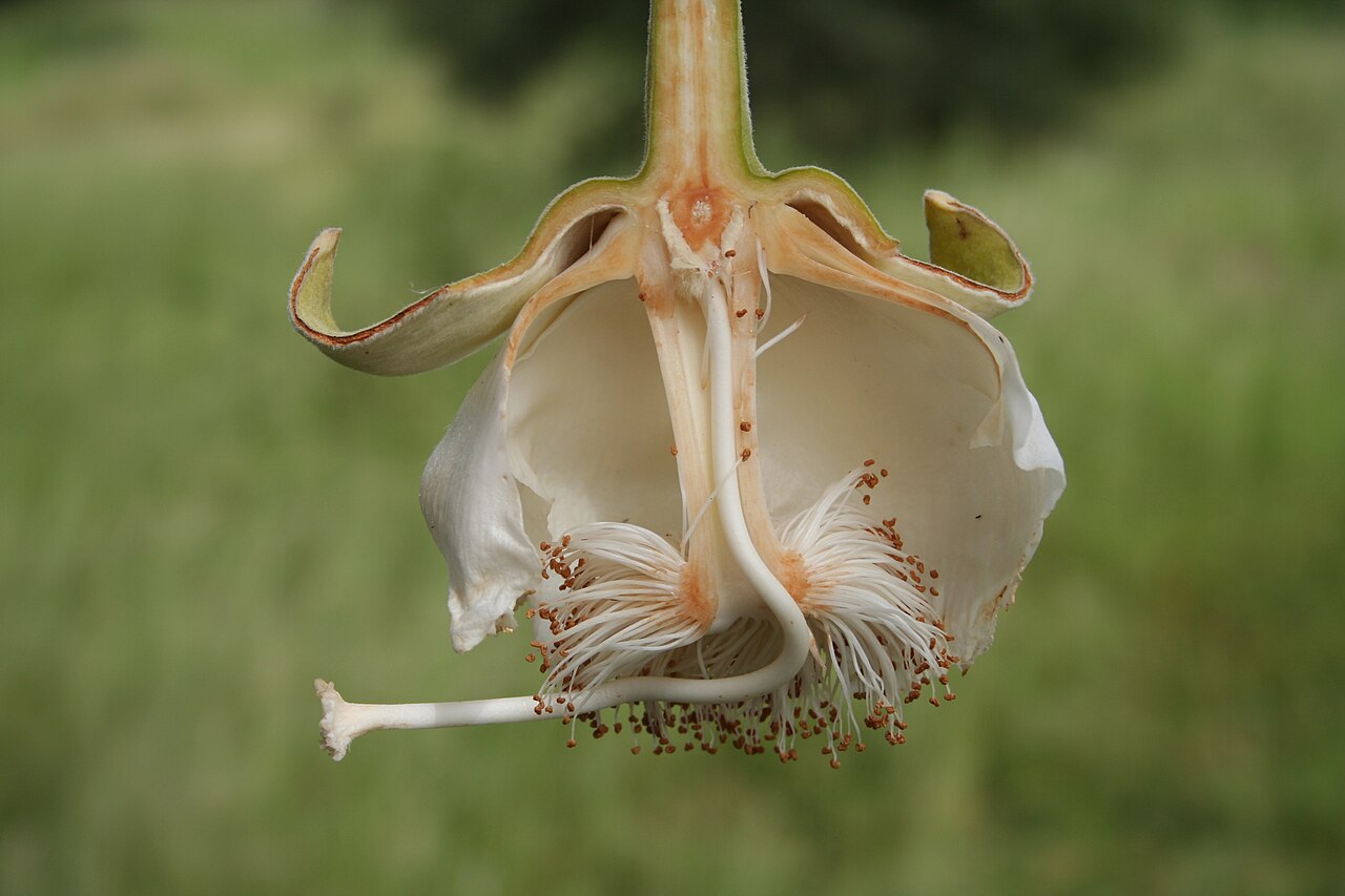 Adansonia digitata MS 6682