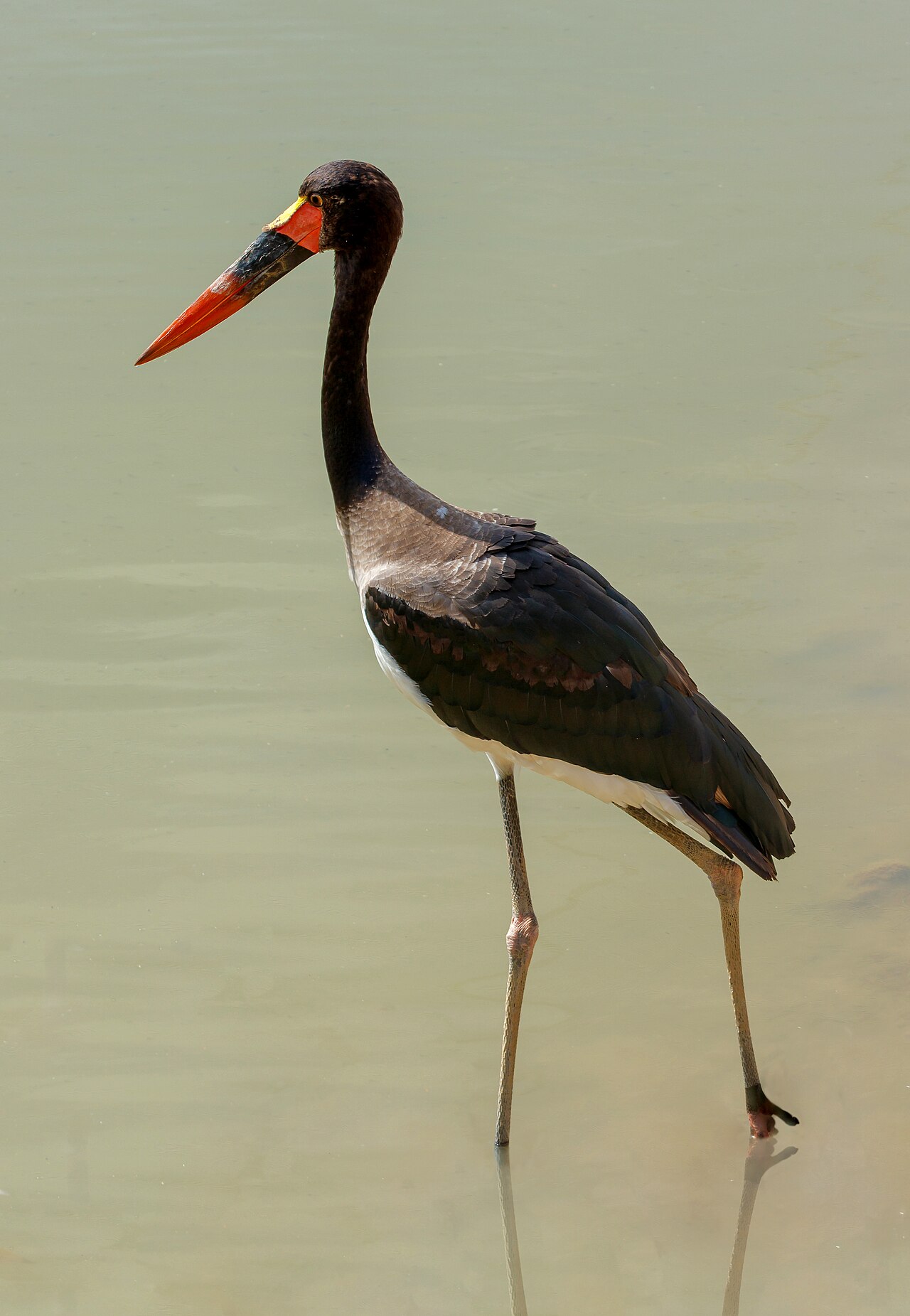 Ephippiorhynchus senegalensis - Réserve africaine de Sigean 01
