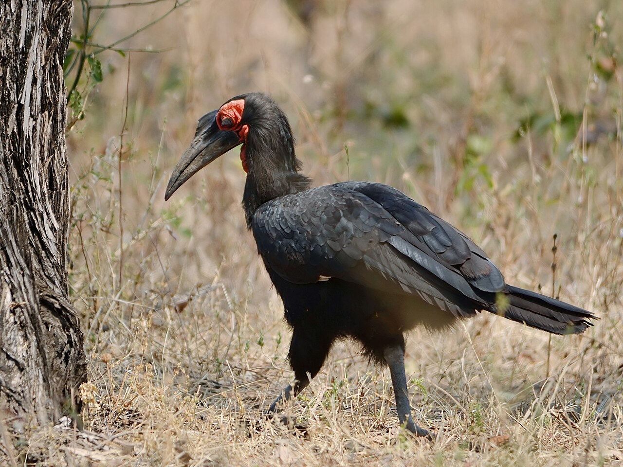 Bucorvus leadbeateri (Mfuwe)