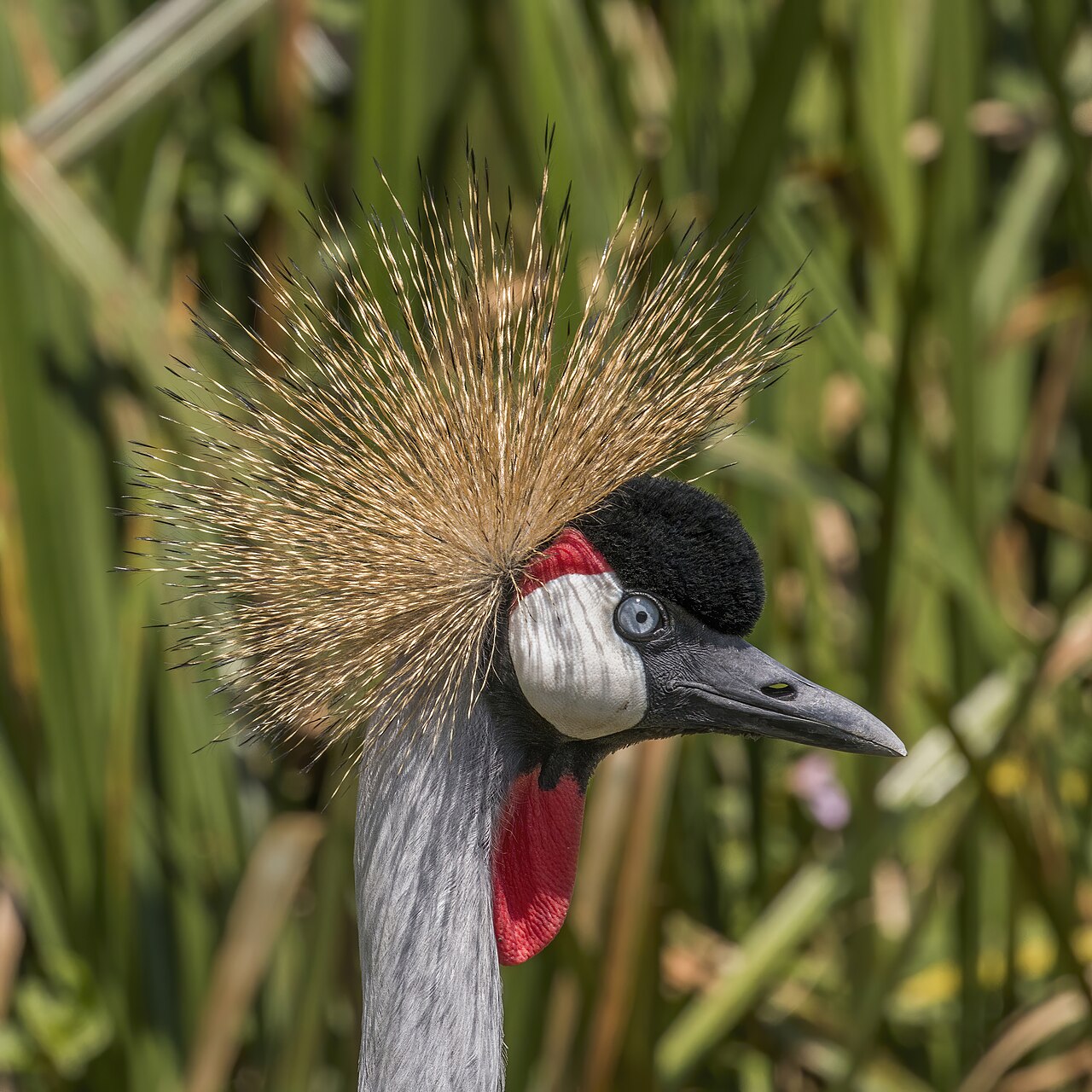 Grey crowned crane (Balearica regulorum gibbericeps) head