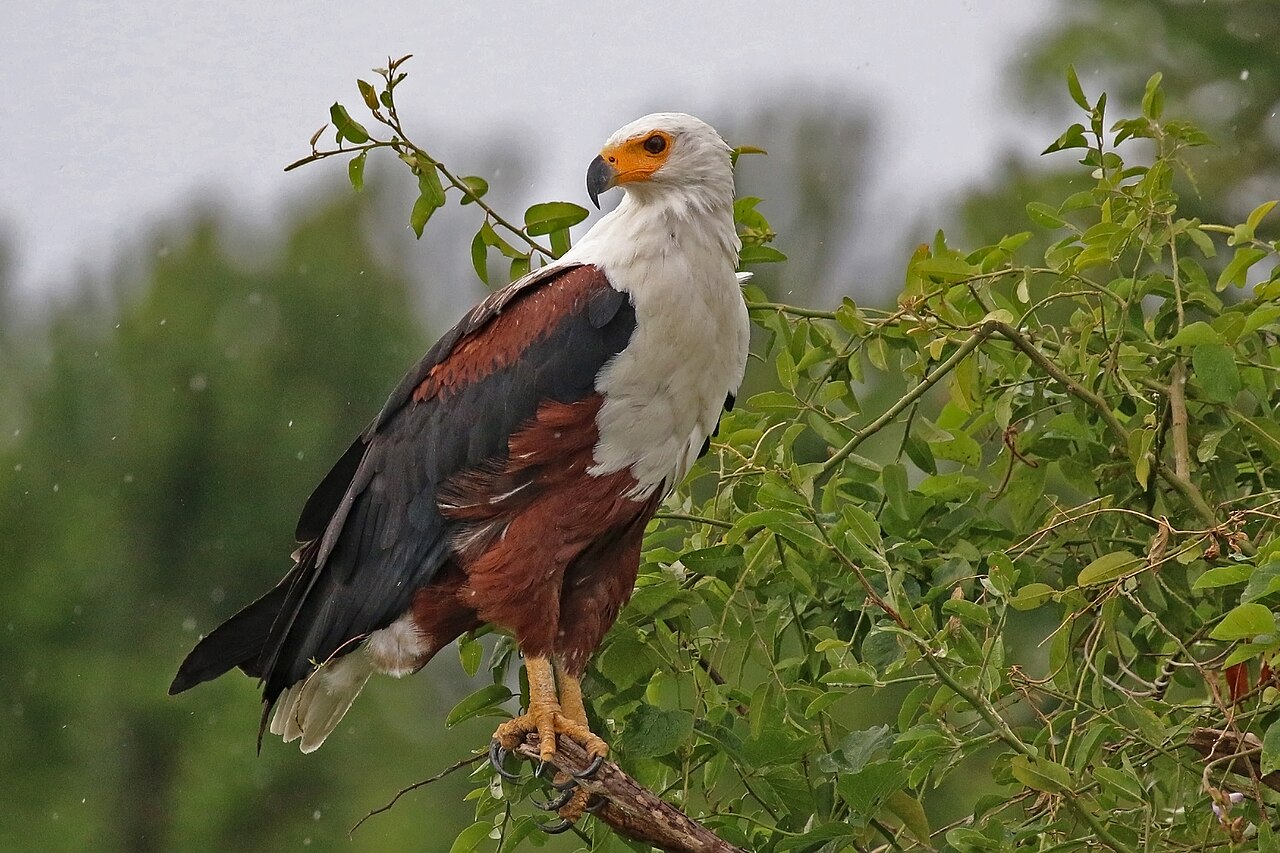 African fish eagle (Haliaeetus vocifer)