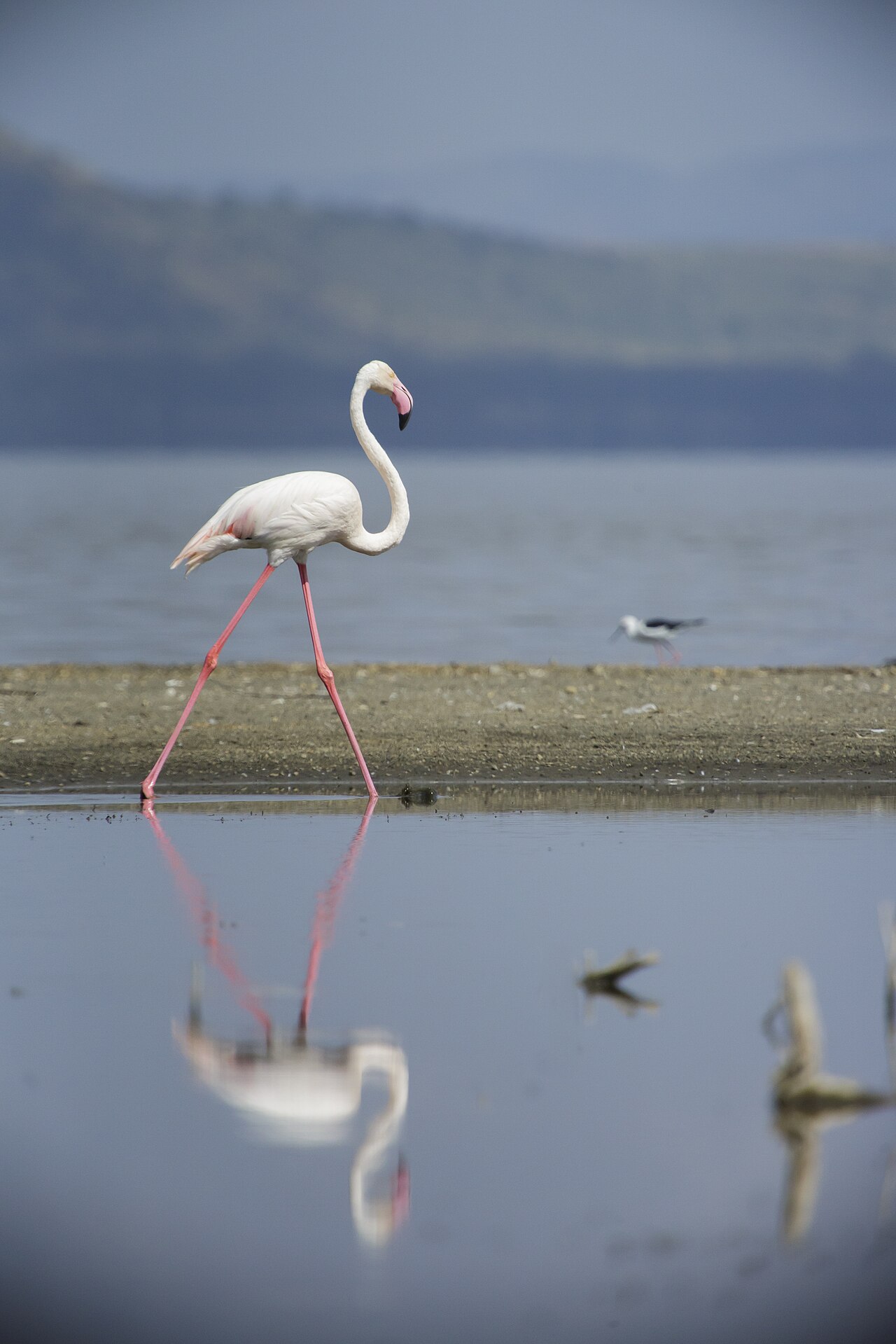 Lake Nakuru National Park 04 - greater flamingo (Phoenicopterus roseus)
