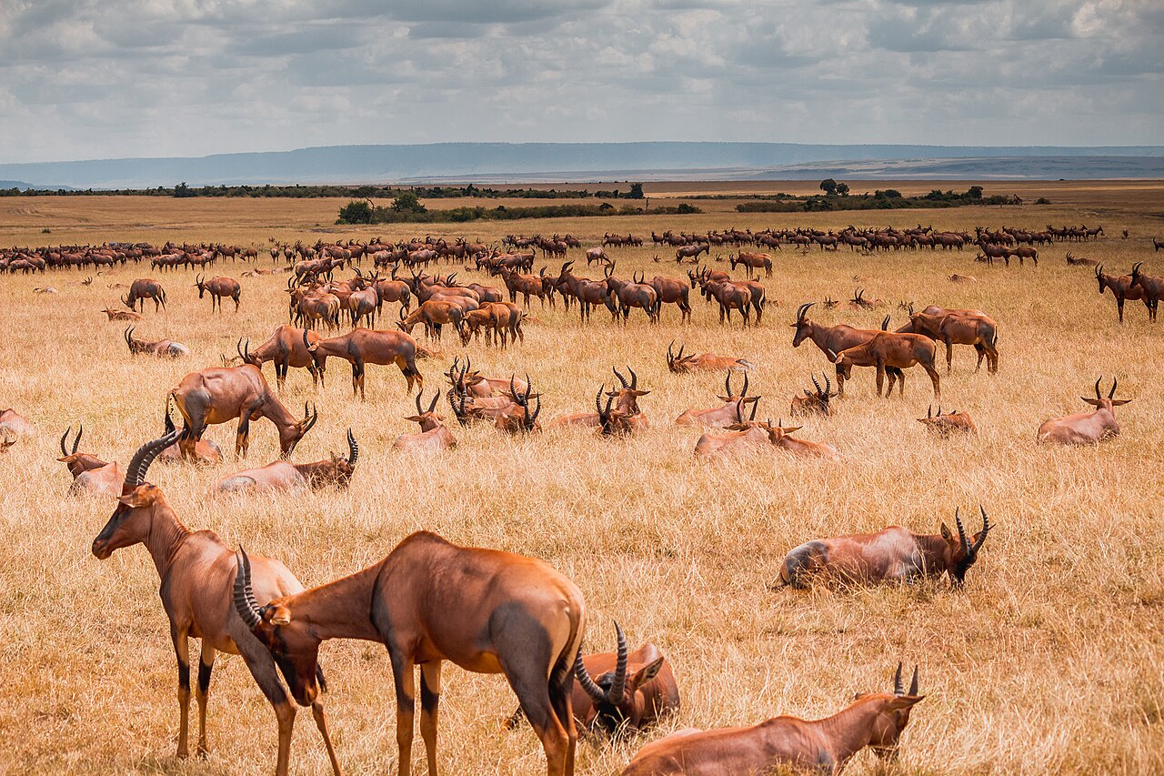 Topi, Maasai Mara ()